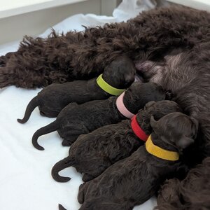 4 braune Welpen direkt nach der Geburt