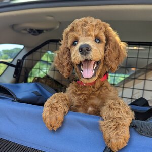 Autofahren für Hunde