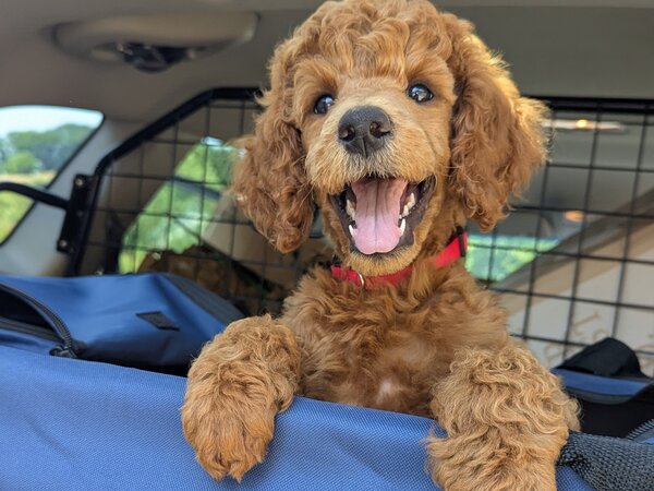 Autofahren für Hunde